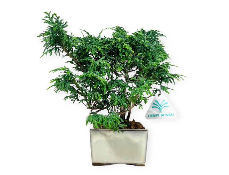 Chamaecyparis obtusa - False cypress - 23 cm