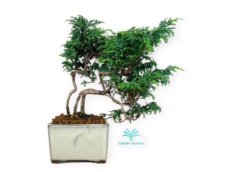 Chamaecyparis obtusa - 23 cm