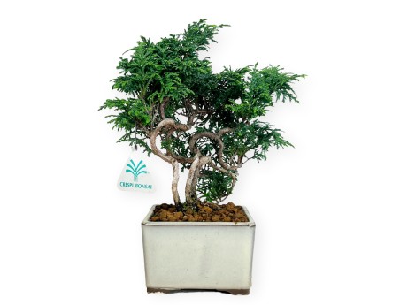Chamaecyparis obtusa - 23 cm