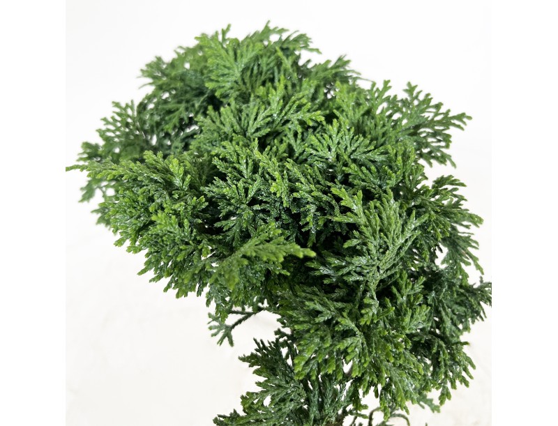 Chamaecyparis obtusa - 18 cm