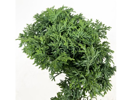 Chamaecyparis obtusa - False cypress - 18 cm