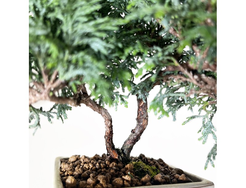 Chamaecyparis obtusa - Falso cipresso - 18 cm