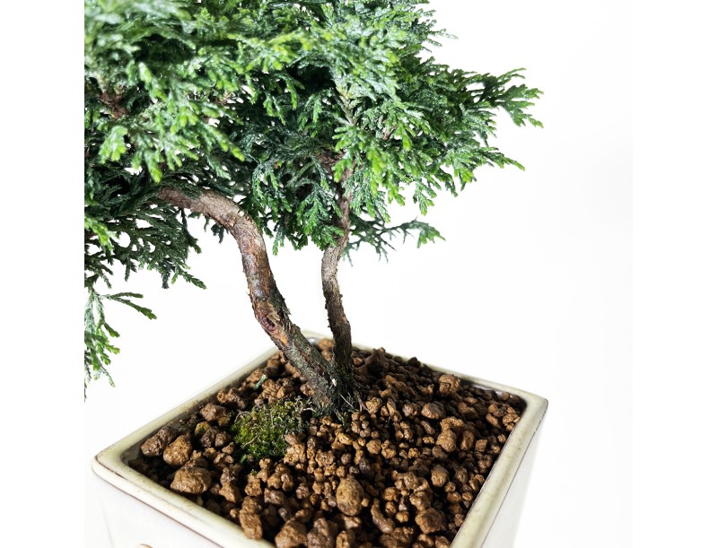 Chamaecyparis obtusa - Falso cipresso - 18 cm