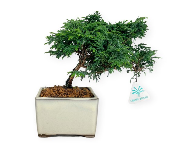 Chamaecyparis obtusa - Falso cipresso - 18 cm