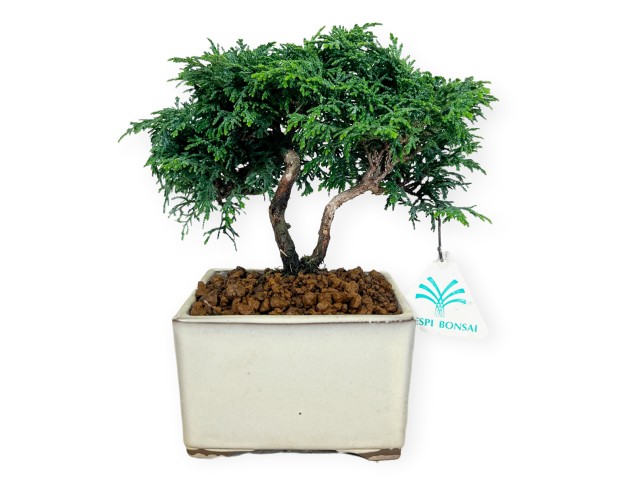 Chamaecyparis obtusa - Falso cipresso - 18 cm 2