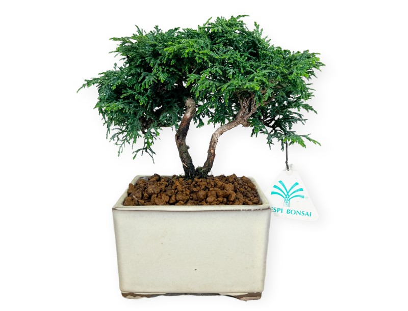 Chamaecyparis obtusa - 18 cm