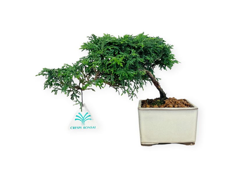 Chamaecyparis obtusa - False cypress - 18 cm