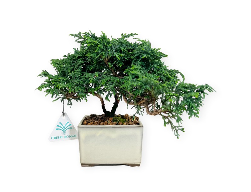 Chamaecyparis obtusa - 18 cm