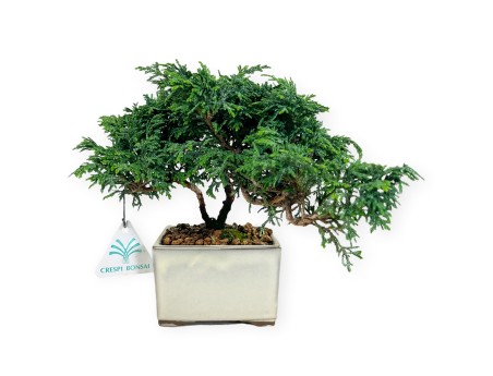 Chamaecyparis obtusa - False cypress - 18 cm