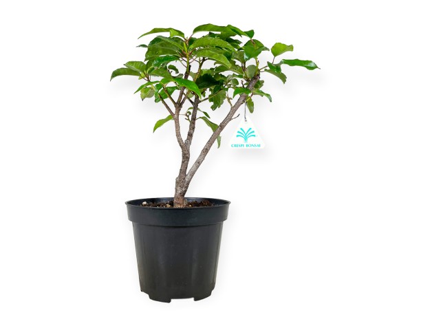 Prunus lusitanica - 34 cm