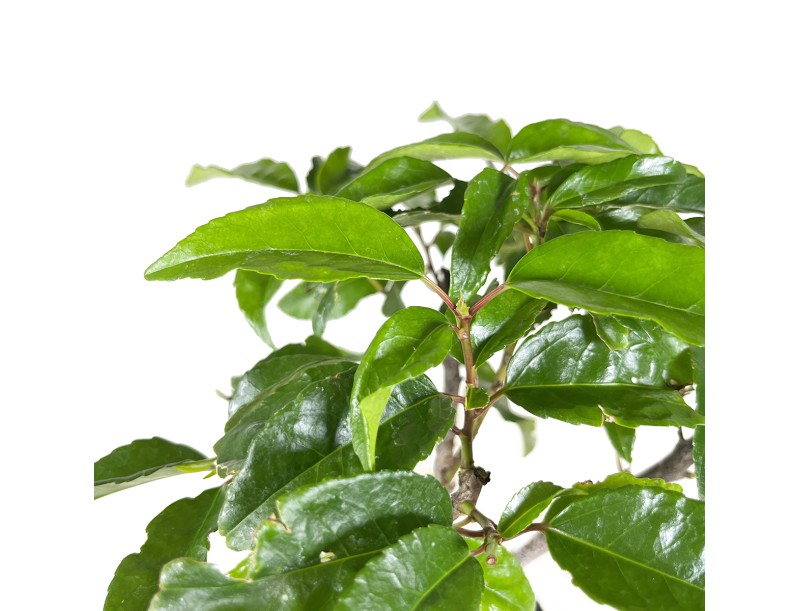 Prunus lusitanica - 34 cm