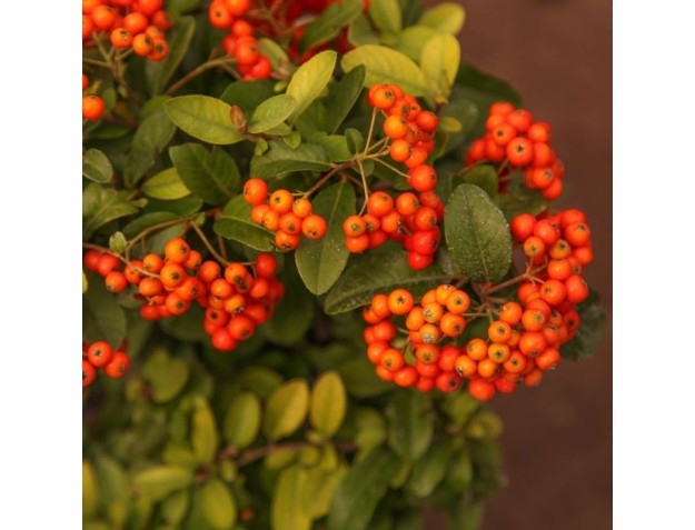 Pyracantha - 31 cm 2