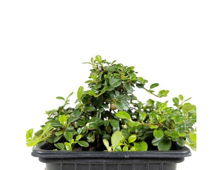 Cotoneaster microphylla Streib's findling - 16 cm