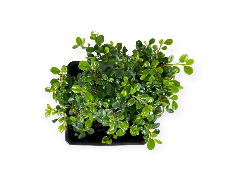 Cotoneaster microphylla Streib's findling - 16 cm