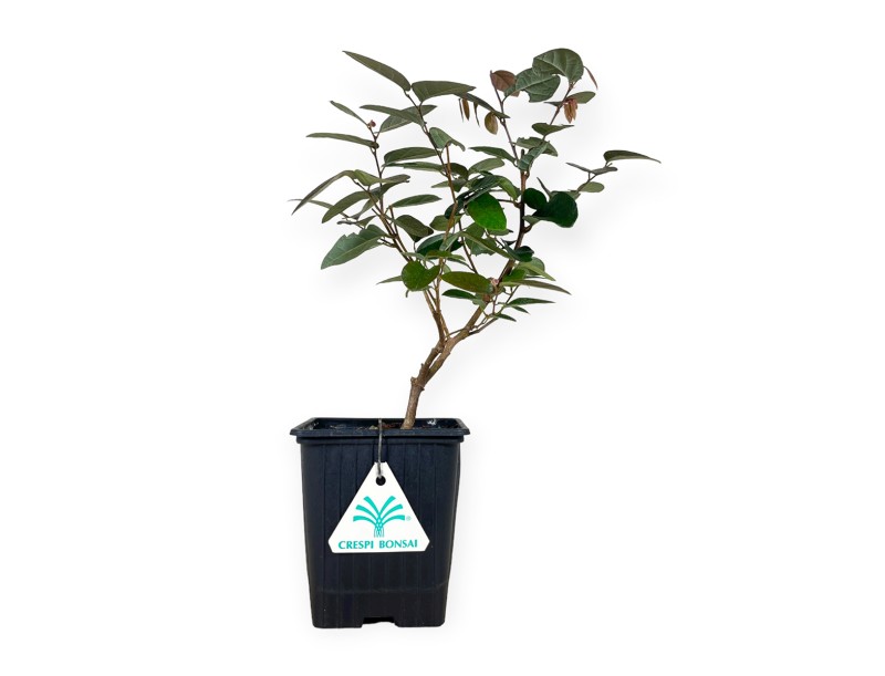Loropetalum fire-dance - 39 cm