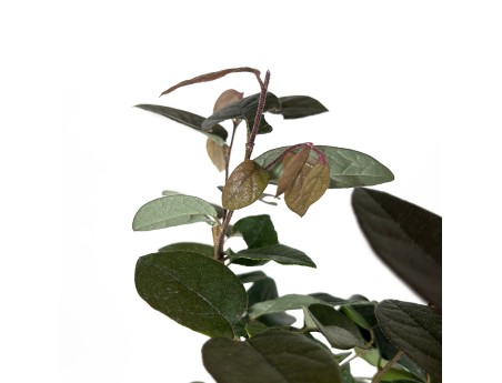 Loropetalum fire-dance - 39 cm