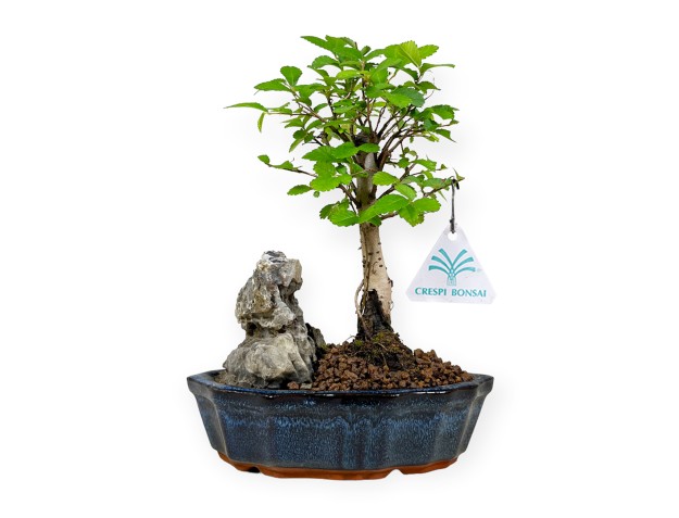 Zelkova nire – Ulme – 28 cm