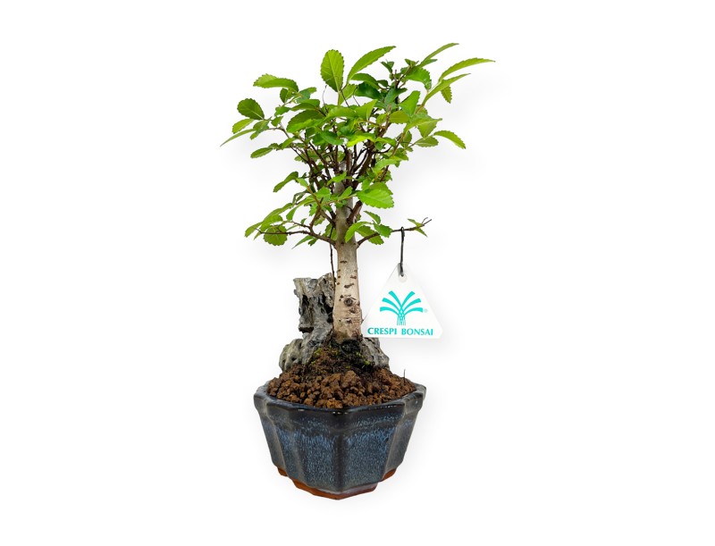 Zelkova nire - Orme - 28 cm