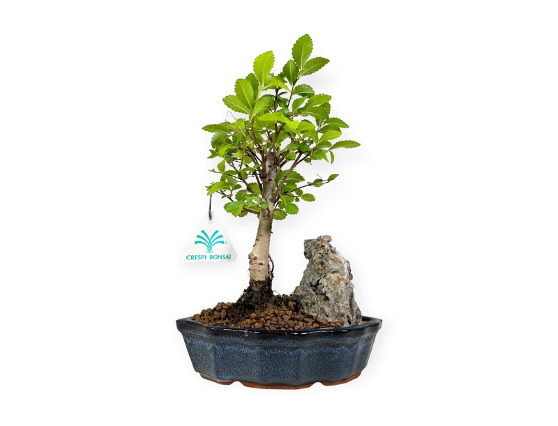 Zelkova nire - Iep - 28 cm