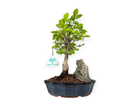 Zelkova nire – Elm – 28 cm