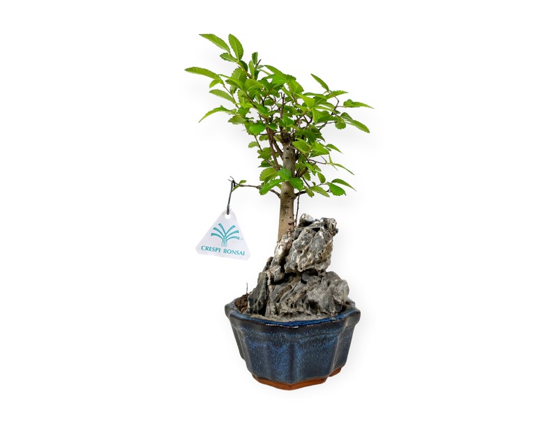 Zelkova nire - Iep - 28 cm