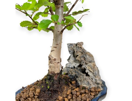 Zelkova nire - Olmo - 28 cm