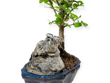 Zelkova nire – Elm – 28 cm