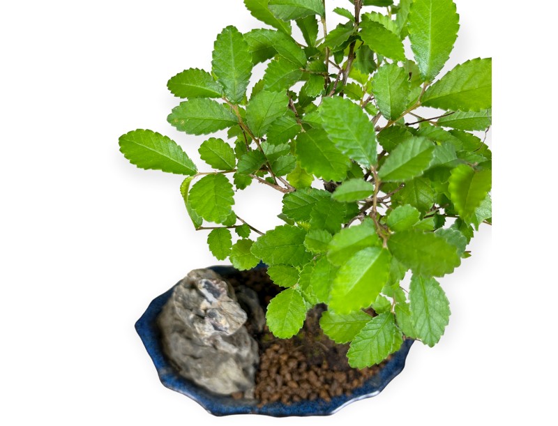 Zelkova nire – Elm – 28 cm