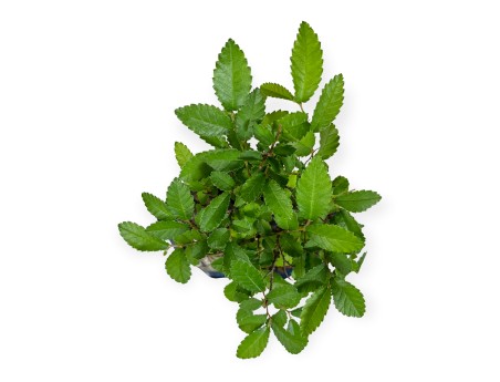 Zelkova nire - Olmo - 28 cm