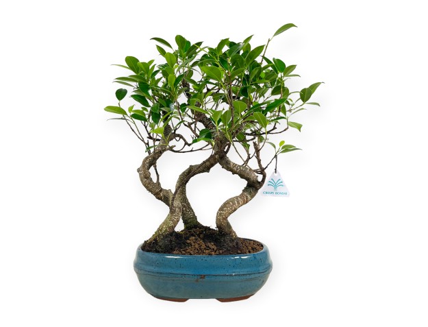 Ficus retusa - 38 cm