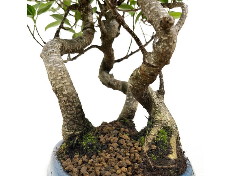 Ficus retusa - 38 cm
