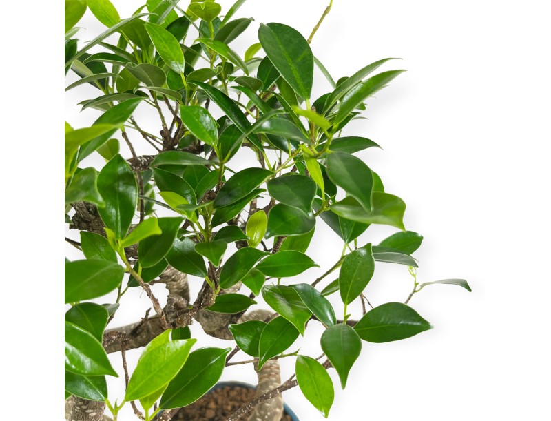 Ficus retusa - 38 cm