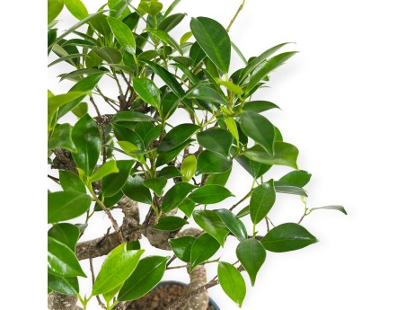 Ficus retusa - 38 cm