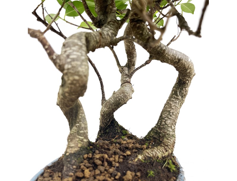 Ficus retusa - 38 cm