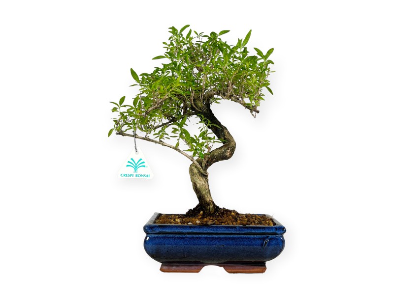 Serissa foetida - 35 cm