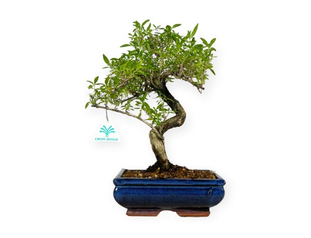 Serissa foetida - 35 cm