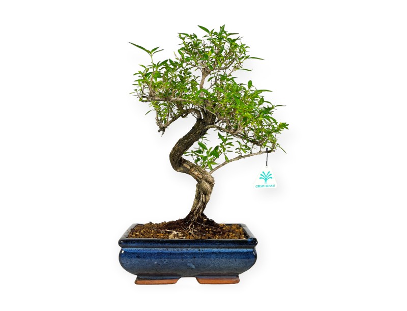 Serissa foetida - 35 cm