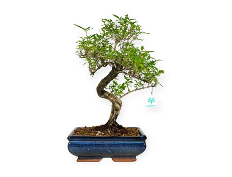 Serissa foetida - 35 cm