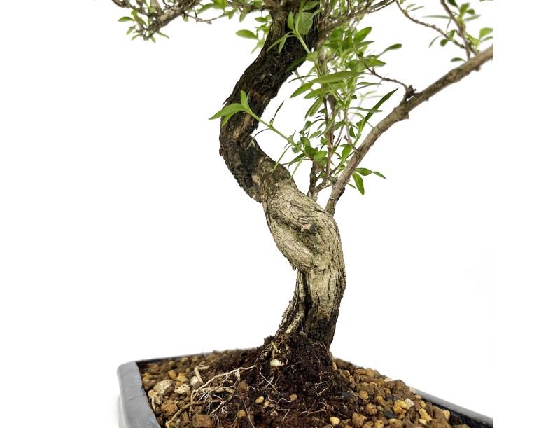 Serissa foetida - 35 cm
