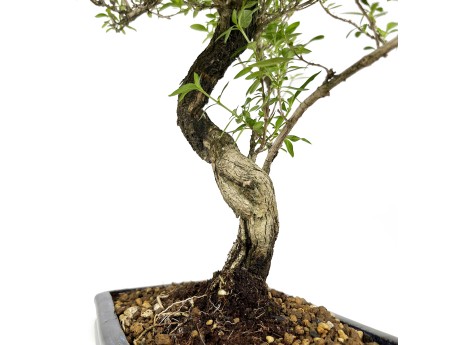 Serissa foetida - 35 cm