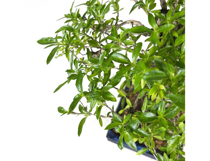 Serissa foetida - 35 cm