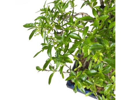Serissa foetida - 35 cm