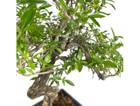 Serissa foetida - 35 cm