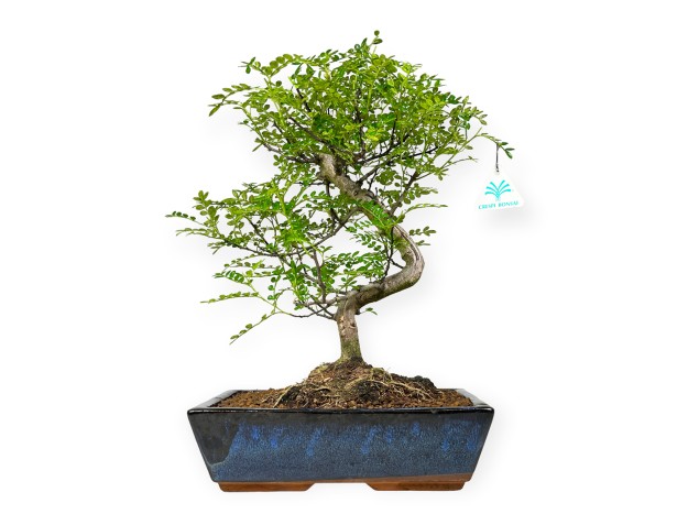 Zanthoxylum - Peperboom - 42 cm