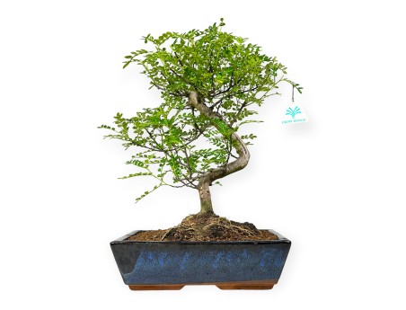 Zanthoxylum – Pfefferbaum – 42 cm