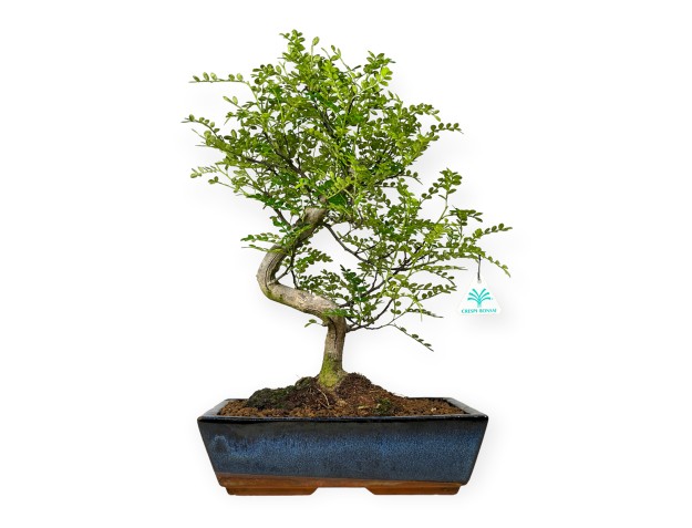 Zanthoxylum – Pfefferbaum – 42 cm 2