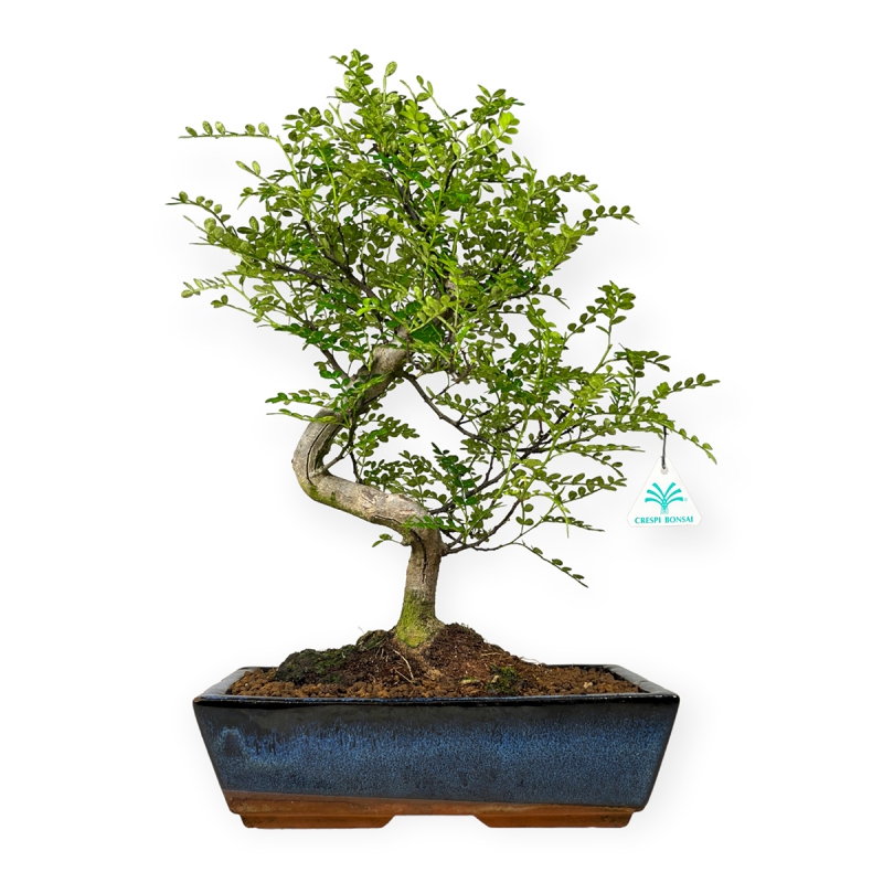Zanthoxylum – Pepper tree – 42 cm
