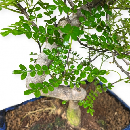 Zanthoxylum - Peperboom - 42 cm