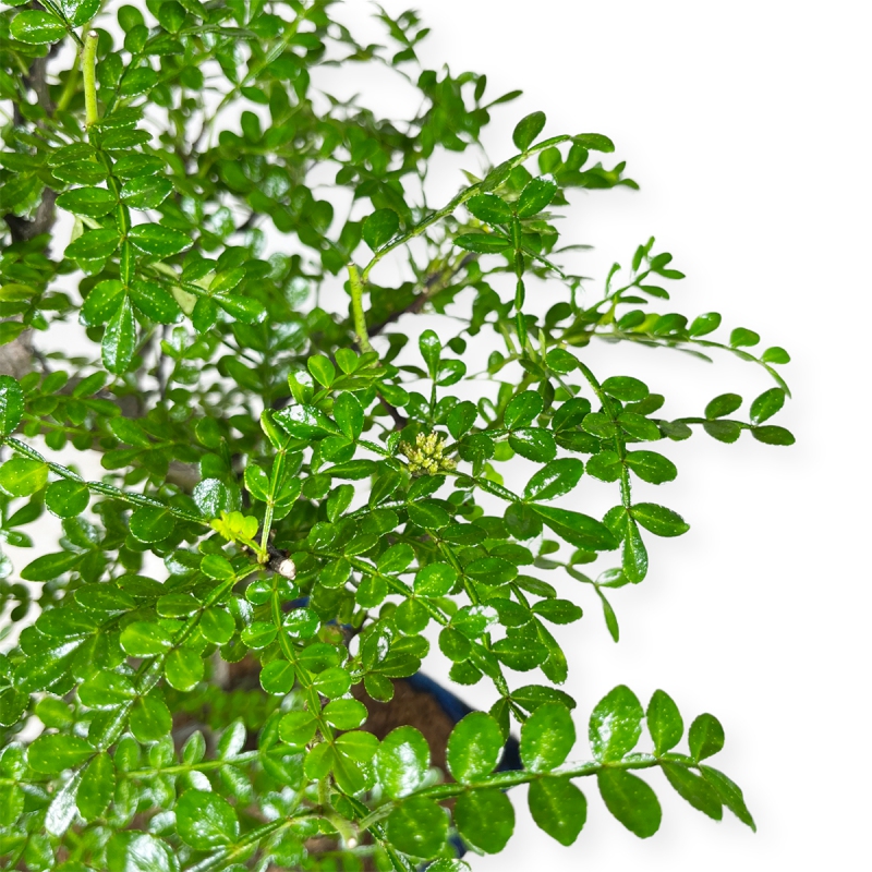 Zanthoxylum – Pfefferbaum – 42 cm