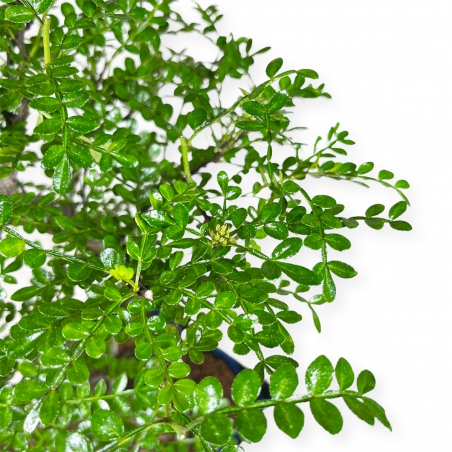 Zanthoxylum - Árbol de la pimienta - 42 cm